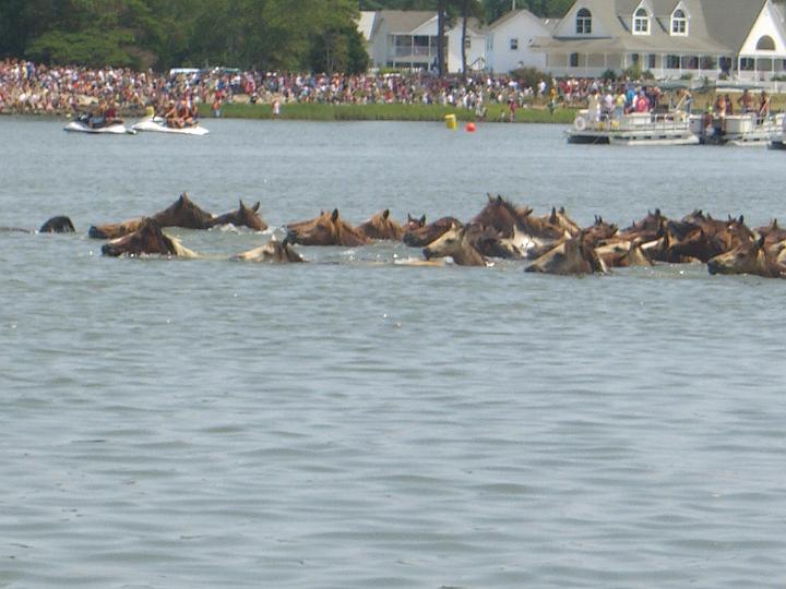 Chincoteague Pony Swim July 2007 049.JPG